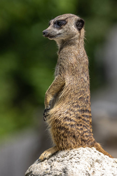 Meerkat, Suricata suricatta zitten op een steen en kijken in de verte. - Foto, afbeelding