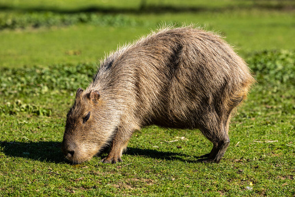 A capivara, Hydrochoerus hydrochaeris é um mamífero nativo da América do Sul. É o maior roedor vivo do mundo. - Foto, Imagem