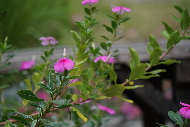 Catharanthus Roseus (parlak gözler, Pelerin menekşesi, mezarlık bitkisi, Madagaskar menekşesi, yaşlı kız kurusu, pembe menekşe menekşesi, gül menekşesi) çiçeği. Bu bitki, Vincristine gibi kimyasallar içeriyor. - Fotoğraf, Görsel