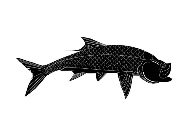 Очерченный силуэт тарпонской рыбы - Вектор,изображение