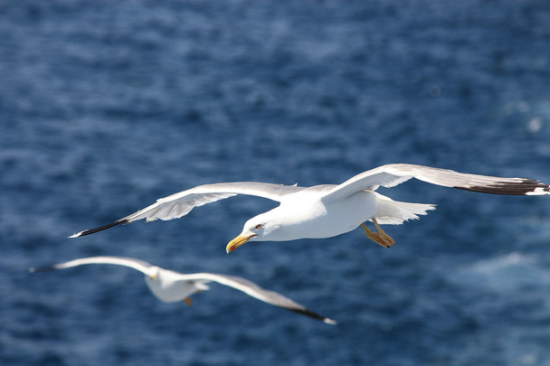 mewa latająca nad morzem - Zdjęcie, obraz
