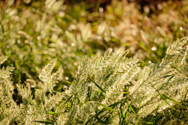 Wilde Gräser wachsen auf landwirtschaftlichem Grundstück in Australien - Foto, Bild
