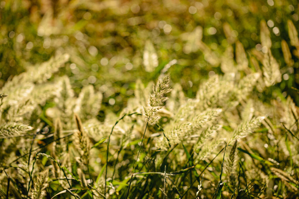 Wilde Gräser wachsen auf landwirtschaftlichem Grundstück in Australien - Foto, Bild