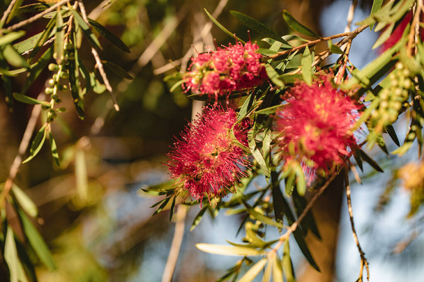 Red weeping bottlebrush flowering, native Australian plant with clumps of blooms - Photo, Image