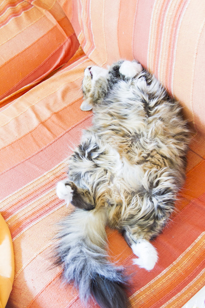 hnědá kočka plemene sibiřský, fenale - Fotografie, Obrázek