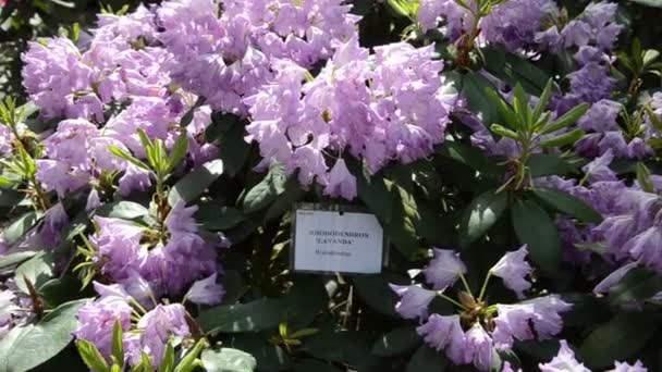 Tilt omlaag van paarse rhododendron bloem bloeit glans in zonlicht - Video