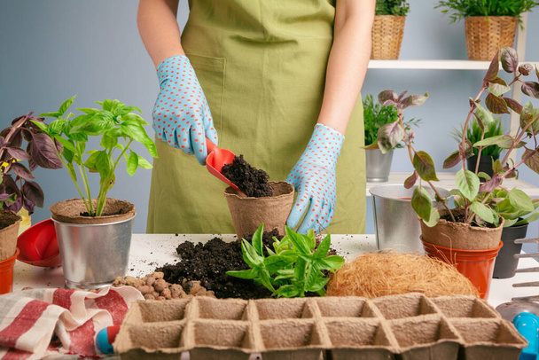 Womans hands transplanting plant a into a new pot - Photo, image