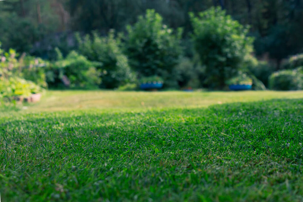 Blurred garden background. Backyard lawn. Summer day. - Fotoğraf, Görsel