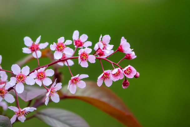Pink cherry flowers. The branches of a blossoming tree. Cherry tree with pink flowers on green blurred background. Natural sprintime background. - Photo, image