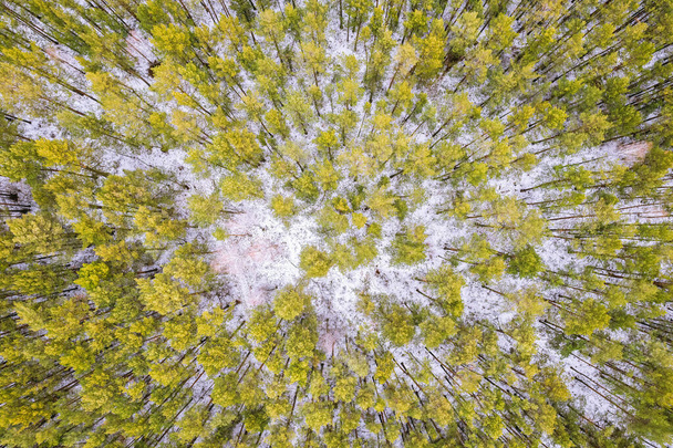 Aerial view of a winter pine forest. Top view of snow-covered pine trees. Beautiful winter forest landscape. Coniferous forest panorama. Picturesque northern nature. - Fotoğraf, Görsel