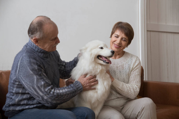 happy senior couple hugging dog  Samoyed husky sitting on sofa  at home - Фото, зображення