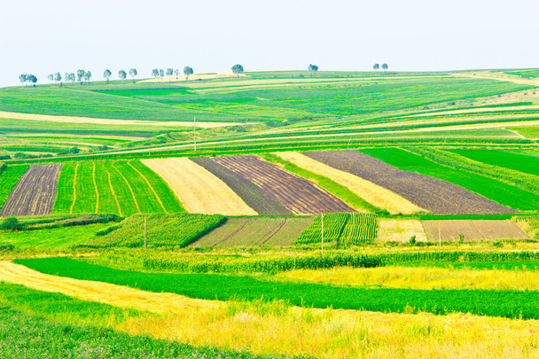 Paysage rural d'été avec champs
 - Photo, image