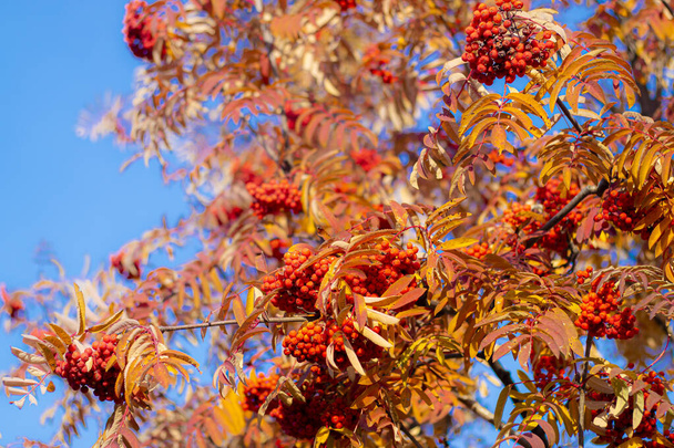Mountain ash autumn leaves. Red rowan berries on a blue sky background. - 写真・画像