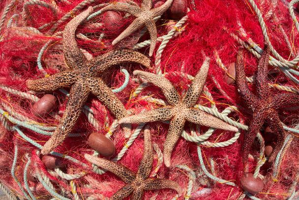 Fishing nets & sea stars - 写真・画像
