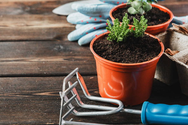 Collection of various house plants, gardening gloves, potting soil and trowel on white wooden background. Potting house plants background. - Φωτογραφία, εικόνα