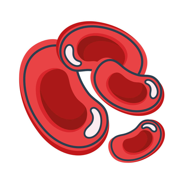 червоні кров'яні клітини
 - Вектор, зображення