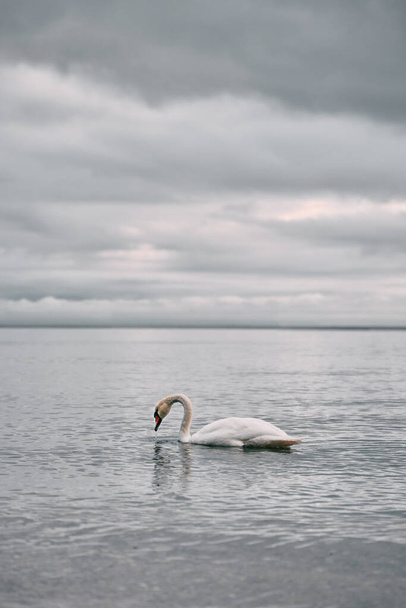 Dusky weather and swan swimming in the Baltic sea. Sunset over the seaside with birds. Heavy clouds on the seashore. - Photo, Image