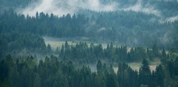 Mist covering the pine trees in mountains - Photo, Image