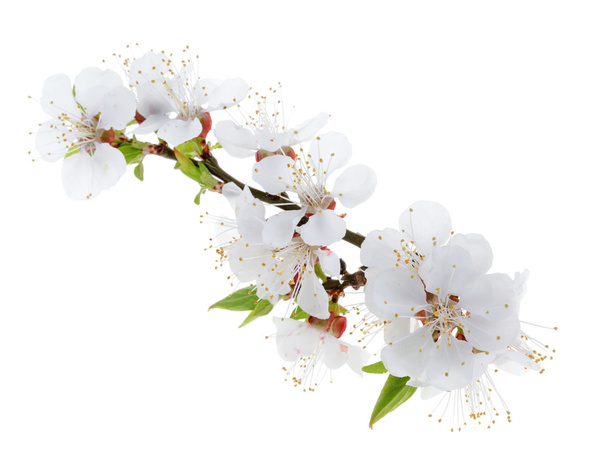 άνθη βερίκοκου απομονωμένα σε λευκό φόντο - Φωτογραφία, εικόνα