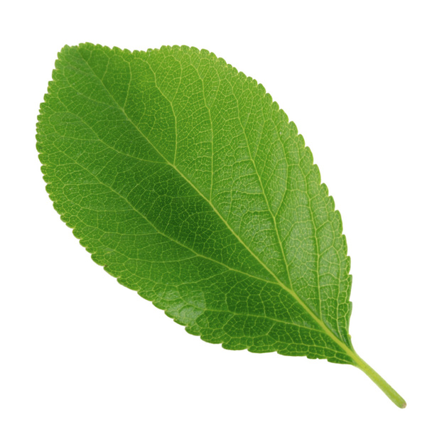 Сливовый лист, изолированный на белом - Фото, изображение