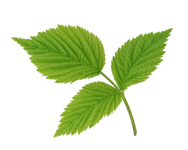 groene blad van framboos geïsoleerd op wit - Foto, afbeelding
