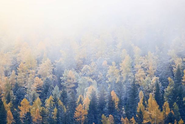 autumn fog landscape forest mountains, trees view mist - Foto, afbeelding