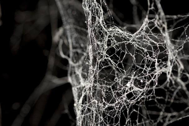 ιστός αράχνης φόντο - Φωτογραφία, εικόνα