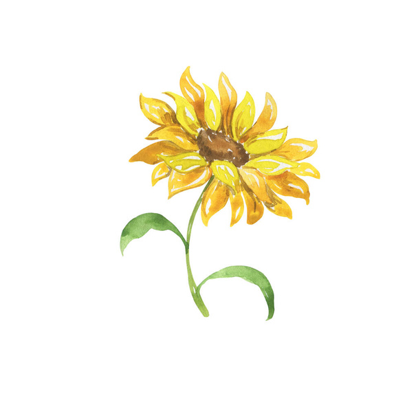 watercolor illustration of a yellow flower with leaves isolated on white background - Photo, image
