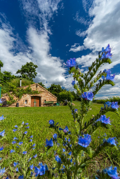 Palava地域、南モラヴィア、チェコ共和国のワインセラーとブドウ畑 - 写真・画像