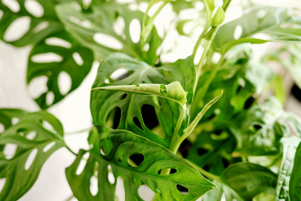 Nieuw plantenblad Monstera Monkey Mask of Obliqua of Adansonii close-up. Home planten zorg concept. het concept van minimalisme en scandi stijl, tuinkamer - Foto, afbeelding