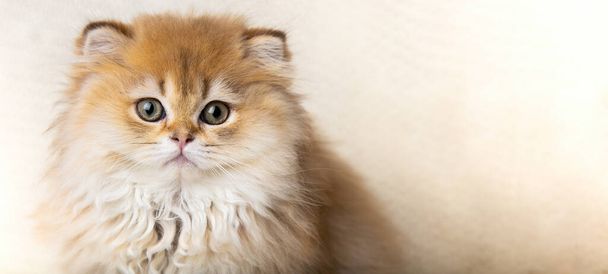 portrait of a cute fluffy multicolored ginger kitty looking at the camera close-up with a place for text. banner with a kitten. longhaired cat. - Foto, immagini