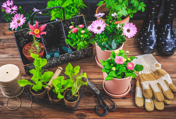 Gardening - planting and replanting, seedlings with plants in flower pots and garden tools - Foto, immagini