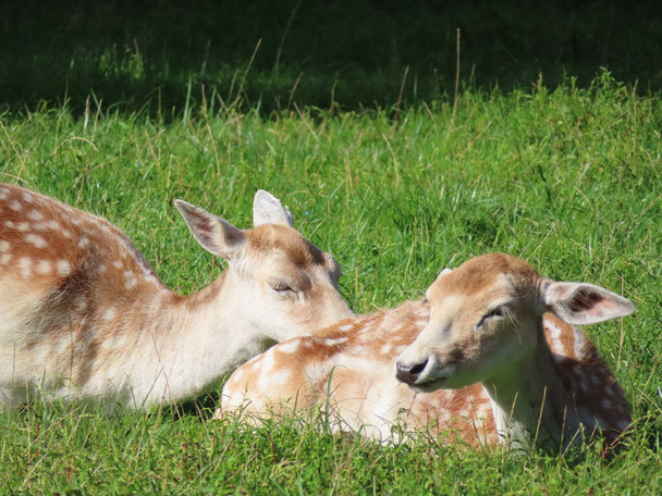 A closeup shot of a couple of cute deer lying on the grass - Фото, изображение