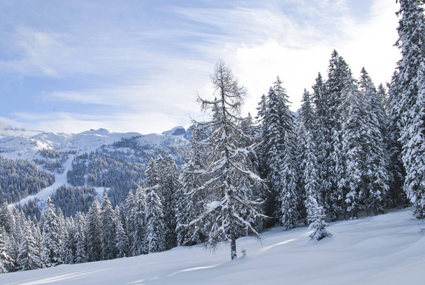 A beautiful view of Brenta Dolomites with snow on trees and Alps Madonna di Campiglio, Pinzolo, Italy - Photo, image