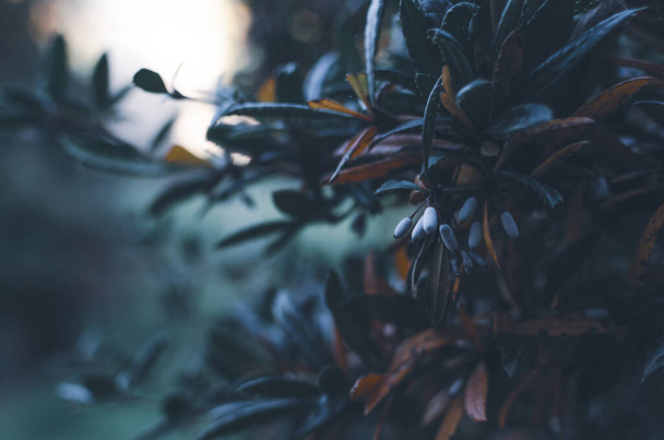 A beautiful shot of branches of a plant - 写真・画像