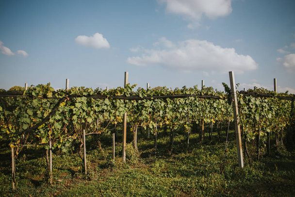 A beautiful view of vineyard under the blue sky - Foto, Imagem
