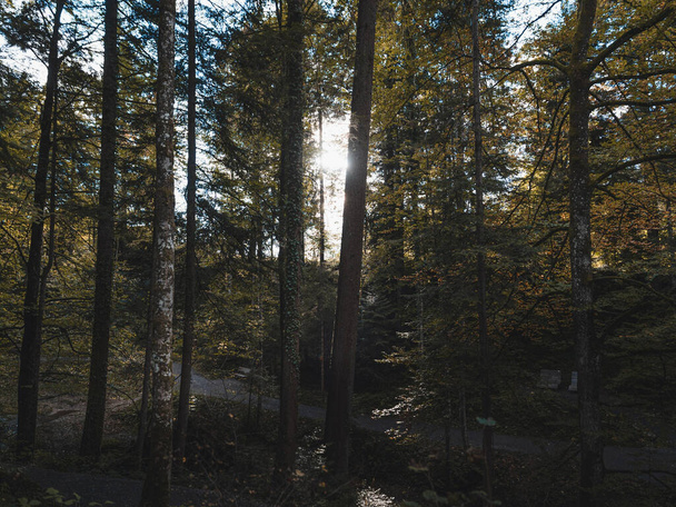 A shot of fir trees near a narrow road - Foto, imagen