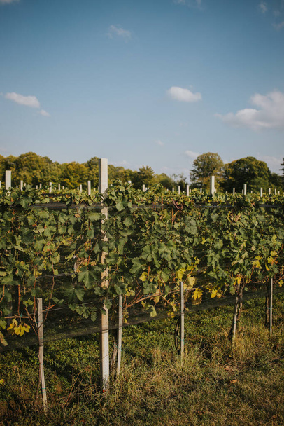A beautiful view of vineyard under the blue sky - Zdjęcie, obraz
