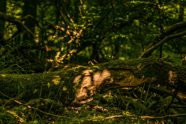 A natural woodland greenery and covered with moss fallen and rotting old tree. - Photo, image