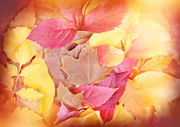 秋の落ち葉 - 写真・画像