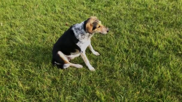 混合種の雌犬は、緑の芝生の上でマスター女性に行き、彼女と一緒に遊ぶベッセンジ犬の存在下で - 映像、動画