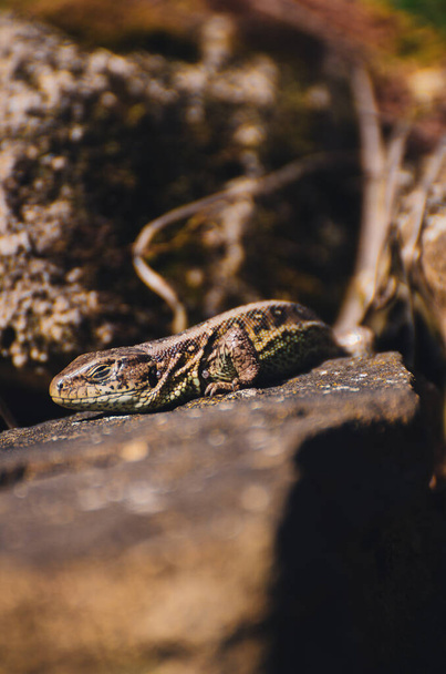 A vertical shot of Viviparous lizard on the stone surface on a sunny day - Foto, imagen