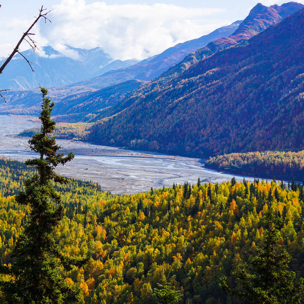 A lone spruce tree against the backdrop of the Matanuska River Valley in Alaska - 写真・画像