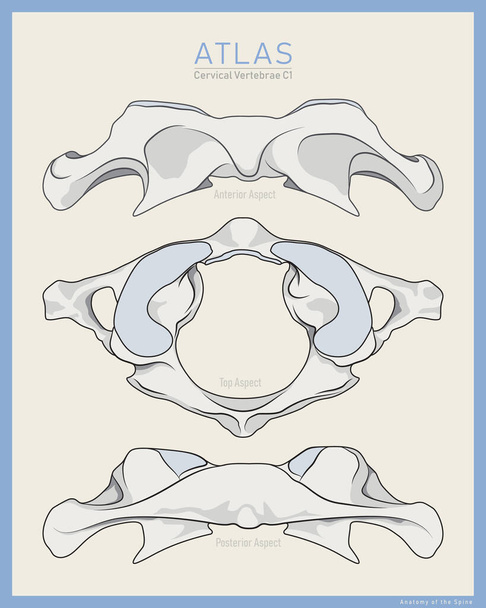 Mostrato Ecco la prima vertebra cervicale. Atlante C1. Vista anteriore, posteriore e superiore. Illustrazione per l'istruzione o lo studio. Anatomia in inglese - Vettoriali, immagini