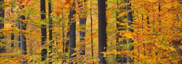 Mighty golden beech trees, tree trunks close-up. Idyllic fairy autumn landscape. Green, red, orange and yellow leaves. Natural textures. Environmental conservation, pure nature. Panoramic view - Photo, Image