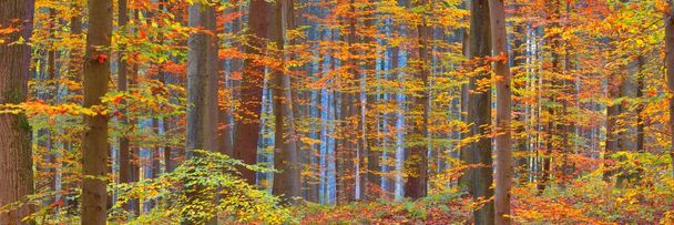 Potenti faggi dorati, tronchi d'albero in primo piano. Paesaggio idilliaco fata autunno. Foglie verdi, rosse, arancioni e gialle. Texture naturali. Conservazione dell'ambiente, natura pura. Vista panoramica - Foto, immagini
