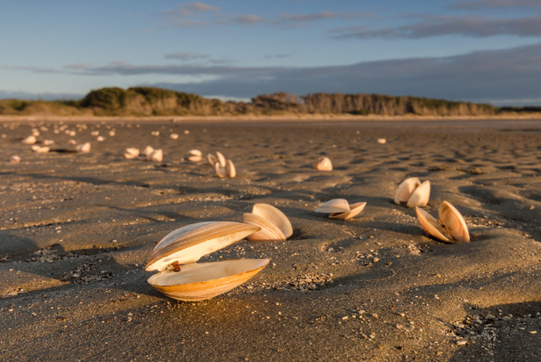 Open Sea Shells - Photo, Image