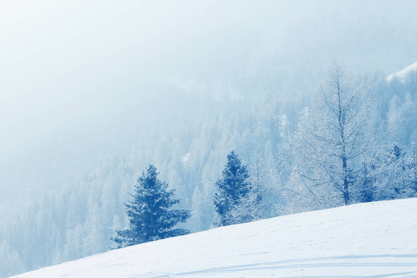 Winter mountain forest in snow beautiful landscape in ski resort in Solden Austria - Фото, изображение