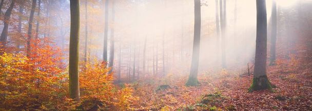 Золотой лес в тумане. Могучие буковые деревья, разноцветные листья. Сказочный осенний пейзаж. Чистый солнечный свет, солнечные лучи сквозь стволы деревьев. Природа, времена года, экология, окружающая среда. Панорамный вид - Фото, изображение