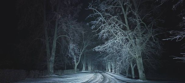 Μαγευτικό δάσος καλυμμένο με χιόνι μέσα σε ομίχλη τη νύχτα. Πανοραμικό χειμερινό τοπίο. Σκιαγραφίες δέντρων στο σκοτάδι. Σιωπή, μυστήριο, γοτθικές έννοιες - Φωτογραφία, εικόνα